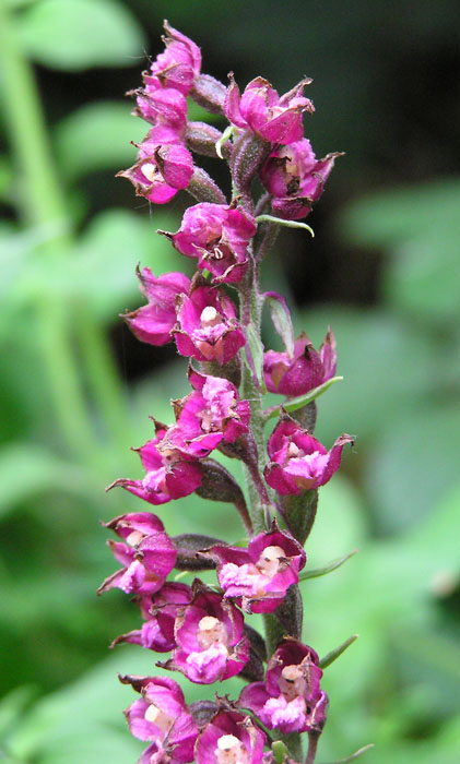 Epipactis atrorubens / Elleborine violacea
